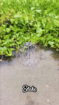 🐟Automatic Opening & Closing Fishing Net Cage
